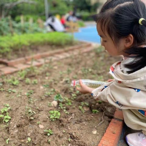 小二班堆肥的故事——嵊州市绿城育华幼儿园