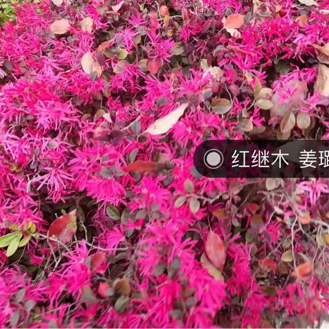 春的收集者——春花烂漫