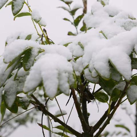 立冬来敲门——-走进冬天❄️