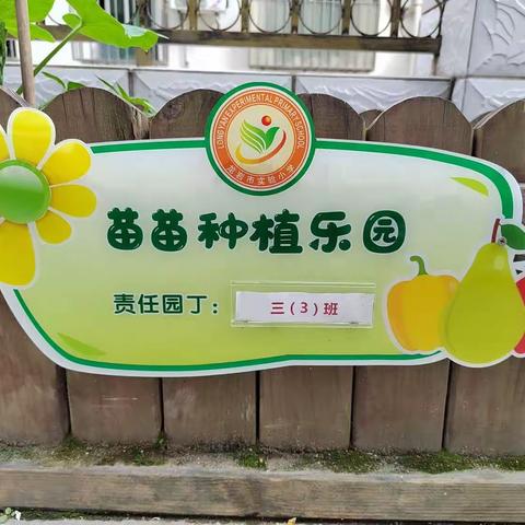 植一片绿色 收无数快乐 ——记龙岩市实验小学三（3）班种植活动