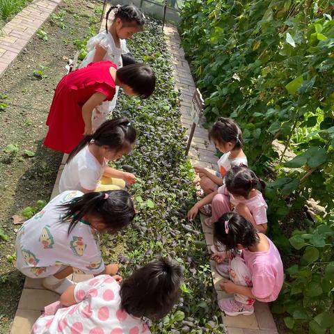 呵护自然，快乐除草—高新区机关幼儿园小三班除草活动