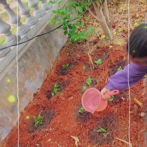 劳动最光荣——宝贝幼儿园