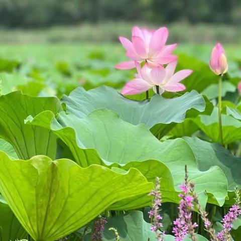 拥抱夏天，播种希望——仙河镇中心幼儿园小三班二十四节气“芒种”主题活动