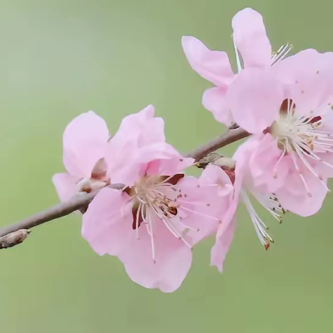 ☘️春趣盎然🍃，欢声笑语🌸🌸～～离石区小博士幼儿园小一班四月份的成长记录📝