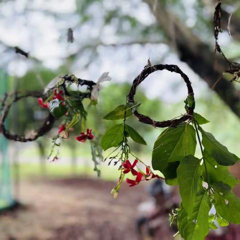 烛光里的小柠檬～～