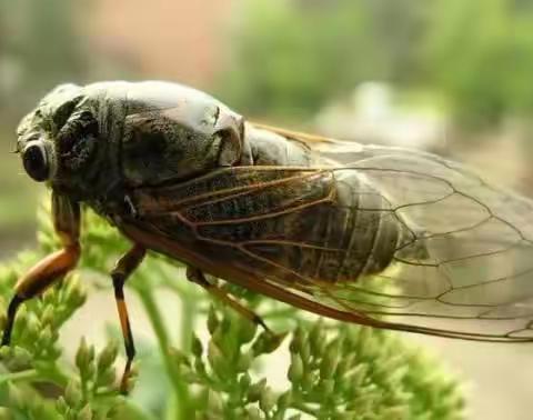 七月的小可爱们～🍋🍋🍅🍅