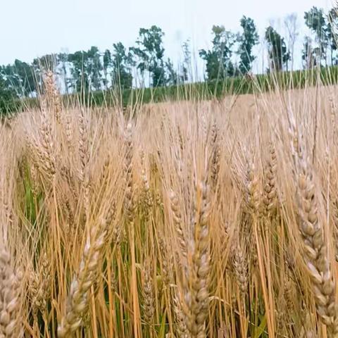 7月透蓝的天空，夏天被披着一身的绿叶，花都开了，麦子也熟了