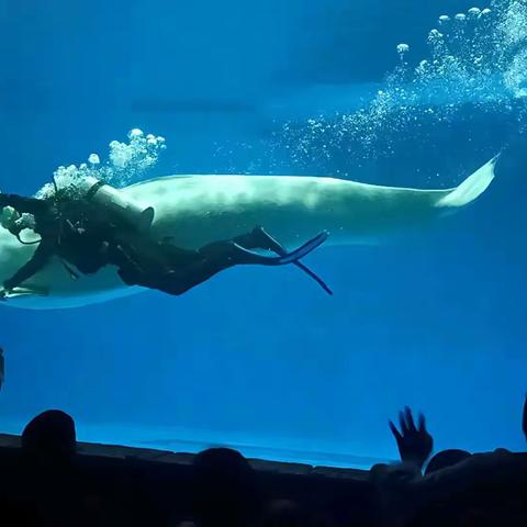 亲近海洋  呵护蔚蓝—爱萌滔客艺术中心研学之旅