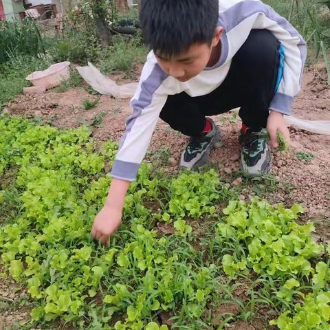 曲周县侯村镇五塔小学   关爱学生  幸福成长