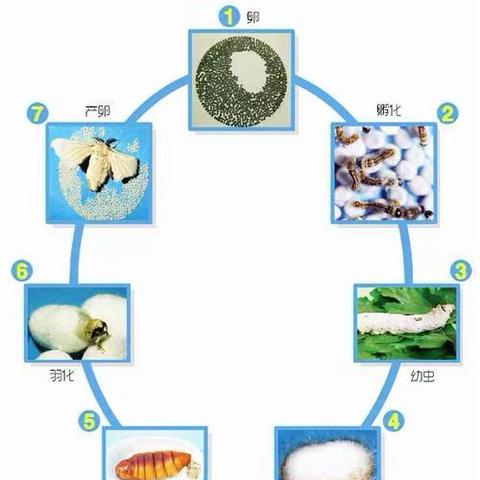 蚕蛾生命周期