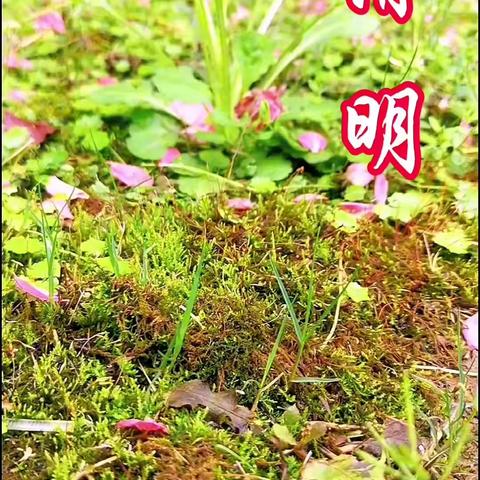 清明野菜香，健康福绵长