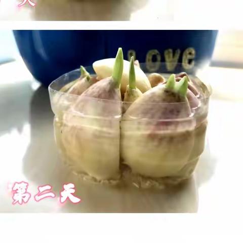 七年级四班 石婧霖  🧄水培蒜苗