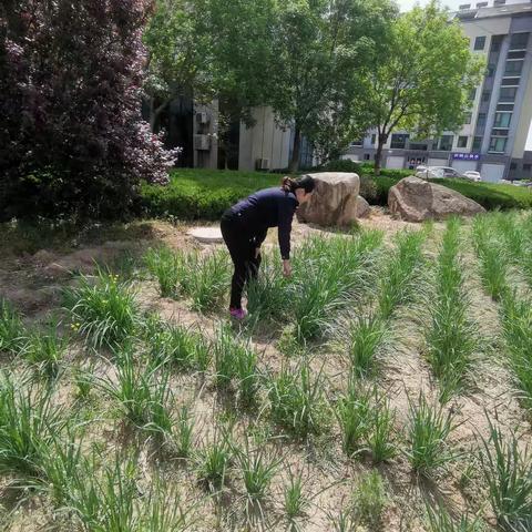 罂粟踏查全民参与