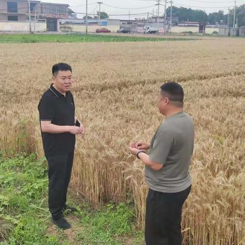 开镰收割小麦，拉开“三夏”会战序幕