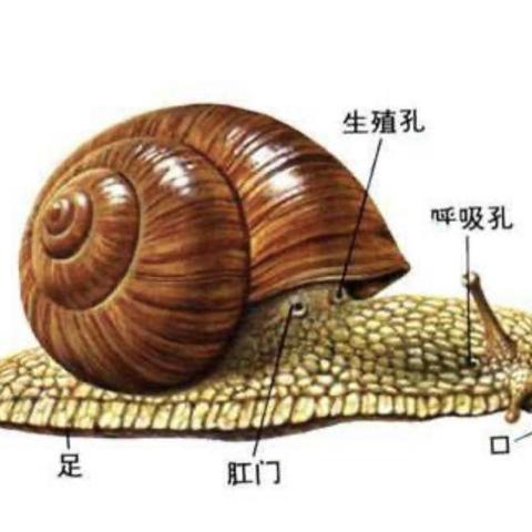 蜗牛🐌搬新家🏠