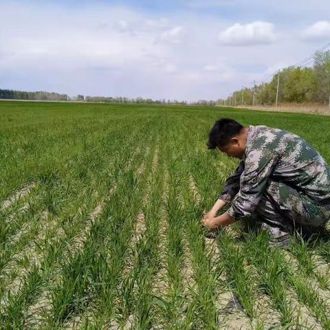 新湖8连 齐心协力抓生产，确保粮食稳增收