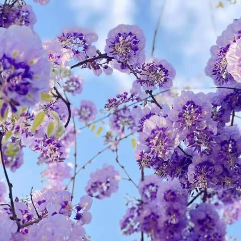 川幼春晖仙海中心幼儿园——大班四月分享