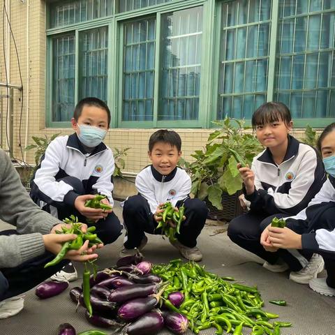 丰收庆五一 ，劳动育成长————广州市南国学校天台科学劳动小农场