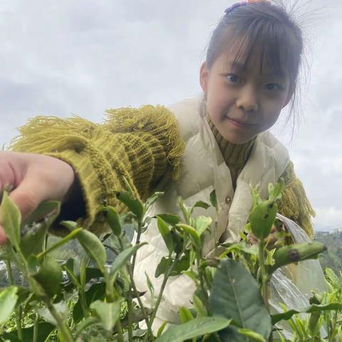 难忘的清明节——施州民族小学310班姚思菡