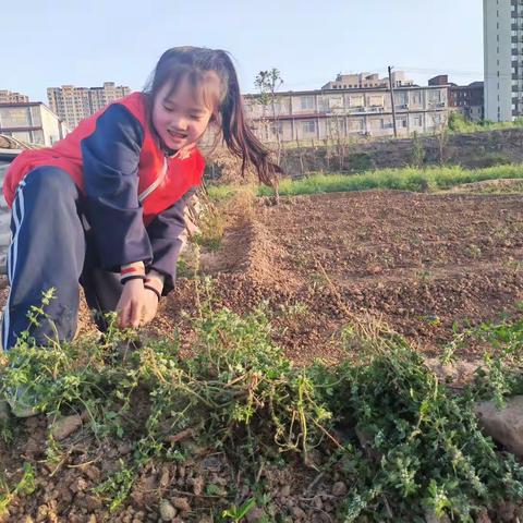 体验农耕乐趣，感受劳动魅力——灵宝市第四小学二八班