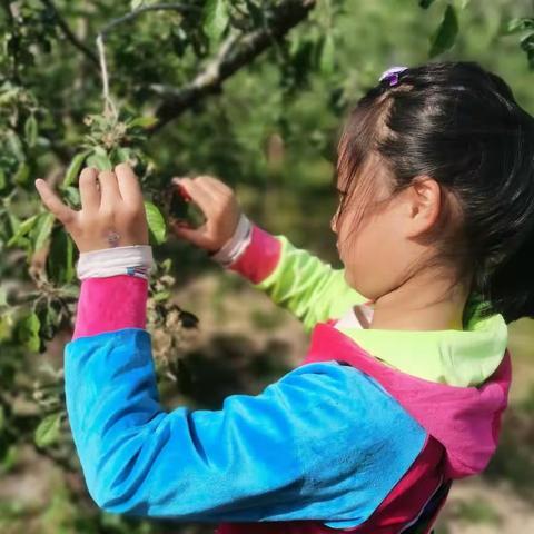 劳动最光荣，我们都是勤劳的小能手一一栖霞市实验小学三（5）中队