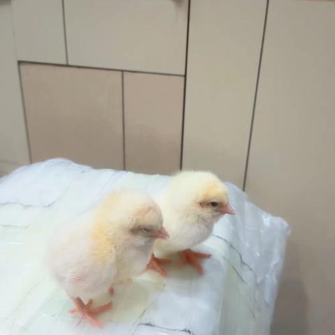 实验二小四年二班时悦曦《我的小咕咕鸡》