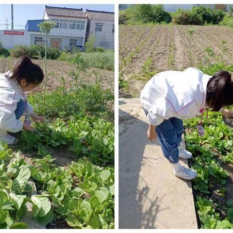 争做劳动模范    我为自己点赞——周恩来红军小学四（6）中队五一实践活动