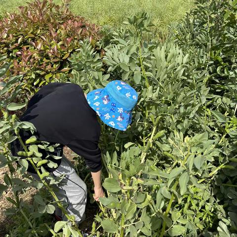 劳动实践田园篇