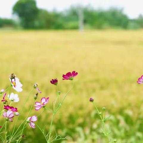 展课堂风采，促教师成长——集宁区和顺小学语文学科教师示范课