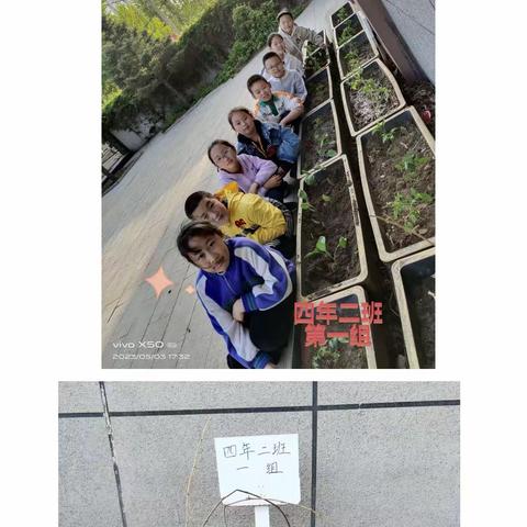 福伦小学四年二班，五.一劳动节种植实践活动 ————(❁´◡`❁)*✲ﾟ*