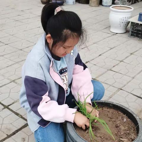 “我劳动🌸我快乐”实验小学四年级十班赵嘉欣的快乐五一