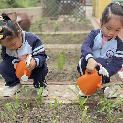 《我来给植物浇水》