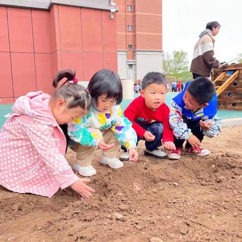 围场第三幼儿园小一班种植活动——“向阳生长，迎风绽放”