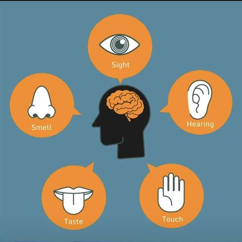 用五感法观察荔枝宁波市实验学校207班 乌梓恒