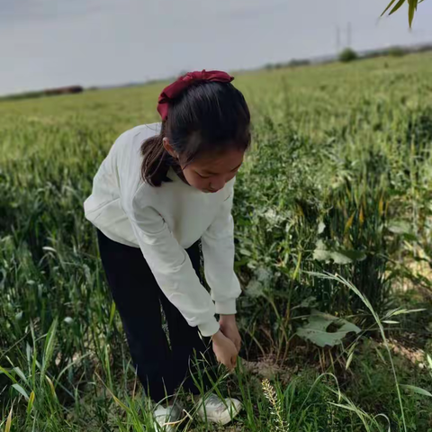 劳动最光荣，劳动创造美——槐巷小学“五一”假期实践活动