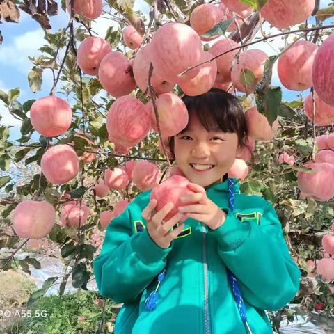 苹果红处是家乡------栖霞市大庆路学校苹果采摘实践活动