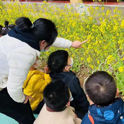 雁塔世纪摇篮三宝双喜幼儿园小2⃣️班班本课程《油菜花的㊙️密》