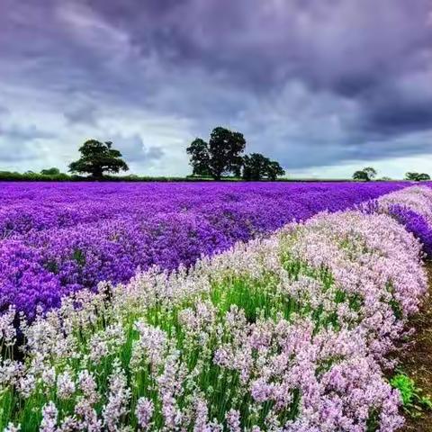 【附中学子这样过暑假】观察自然绿植 探索神奇作用——忻州师范学院附属外国语中学初361班周子祺2023年暑期实践