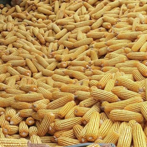 忻州师范学院附属外国语中学2023年国庆假期社会实践活动小记——周子祺