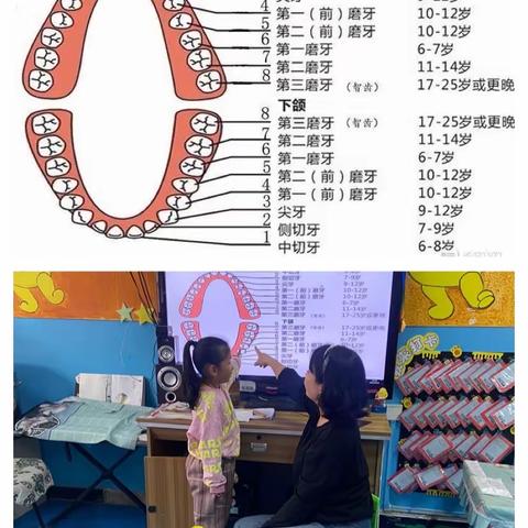 课程故事《牙齿的秘密 》——青河镇第二幼儿园大二班