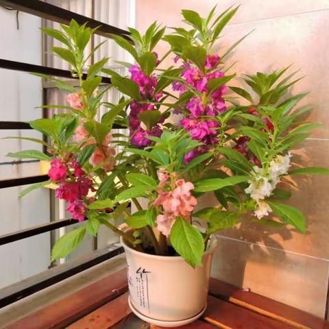 凤仙花生长记录