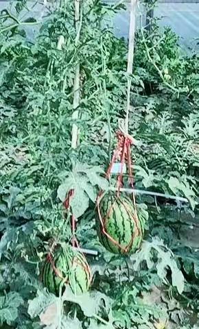 榆山街道刘官庄村：乐享“五一”小长假 大棚西瓜采摘忙