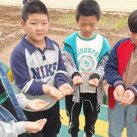 以“劳”树德，以“劳"育美--记北汪小学劳动实 践教育