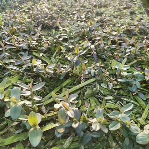 铁皮石斛种植方法