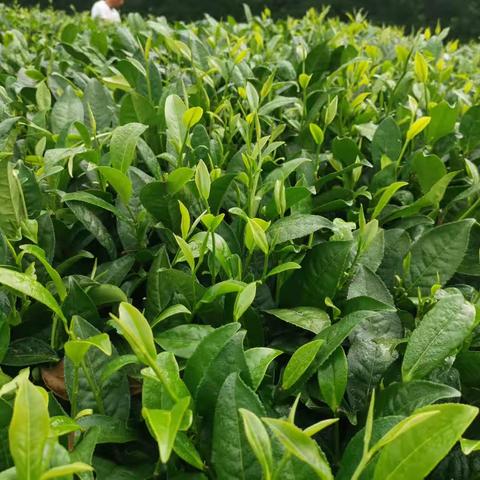 拉姆拉在贵州茶叶效果展现