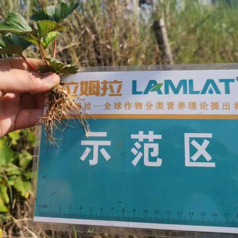 草莓🍓移栽管理要点