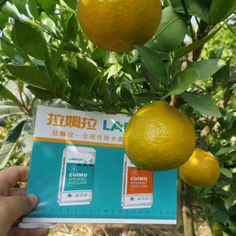 果实果个太小原因及解决