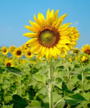 视觉紫昕一明苑花园项目7月篇。