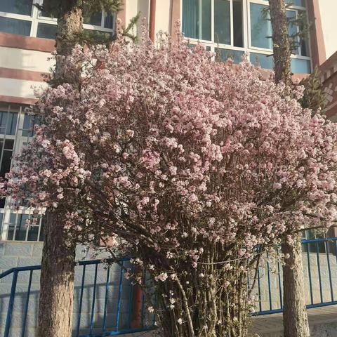 满园春色，在杓哇梁遇见最美春天