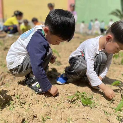 探索幼儿园的植物角